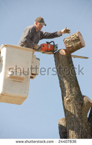 stock-photo-lumberjacks-chopping-down-a-tree-24407836